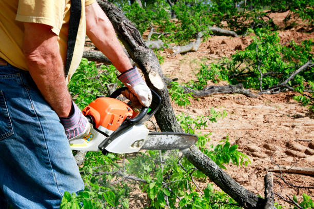 Best Tree Stump Removal  in Belen, NM